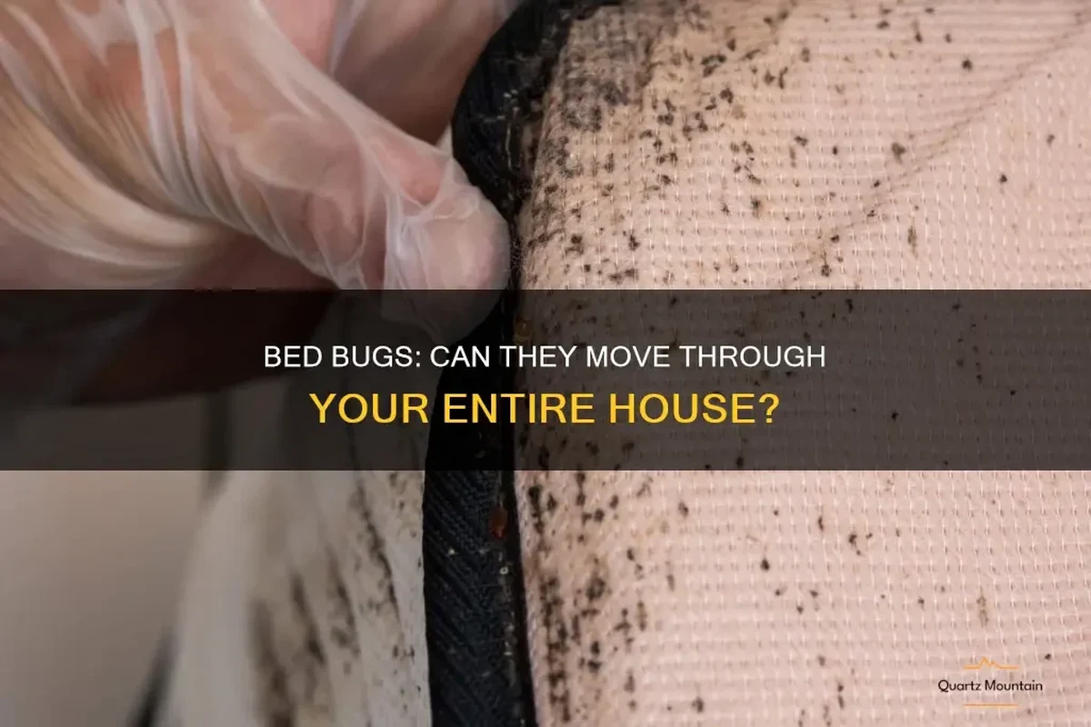Bed bug hiding in luggage near a home entryway during travel