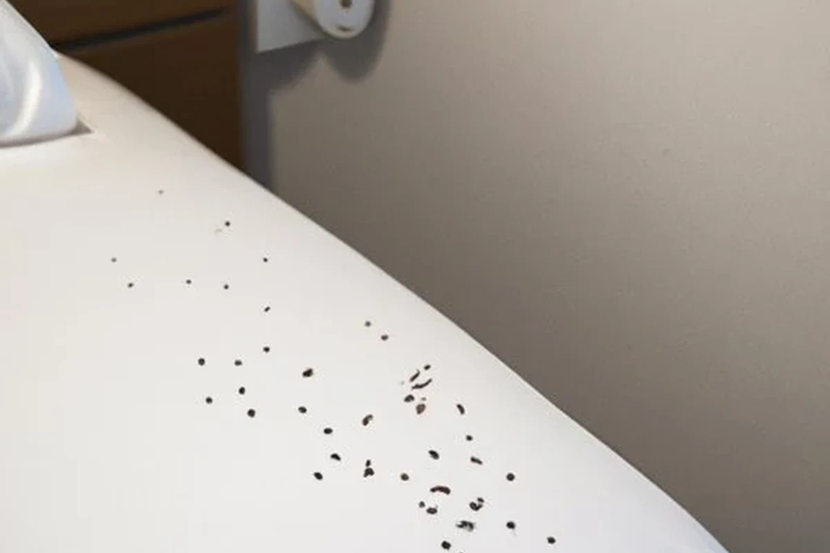 Bed bug inspection in a hotel room near a suitcase and bed seams
