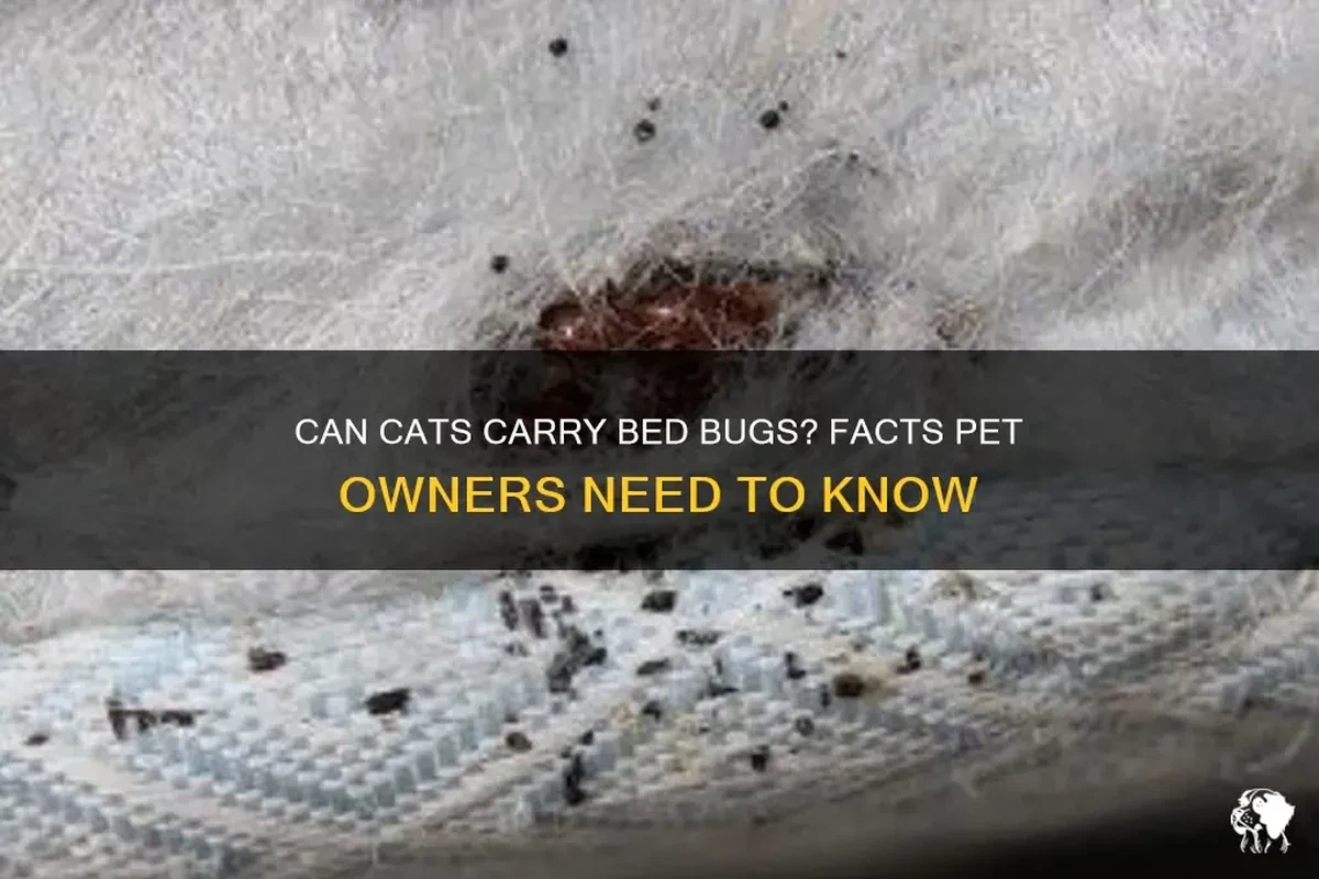 Cat resting on a suitcase near travel bedding with a bed bug prevention concept