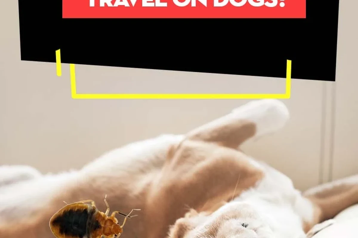 Dog resting on a travel blanket near luggage in a pet-friendly room with bed bug prevention context