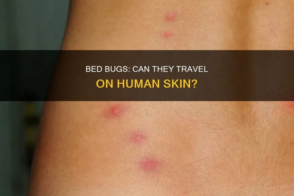 Traveler inspecting luggage and bedding for bed bugs in a mountain cabin