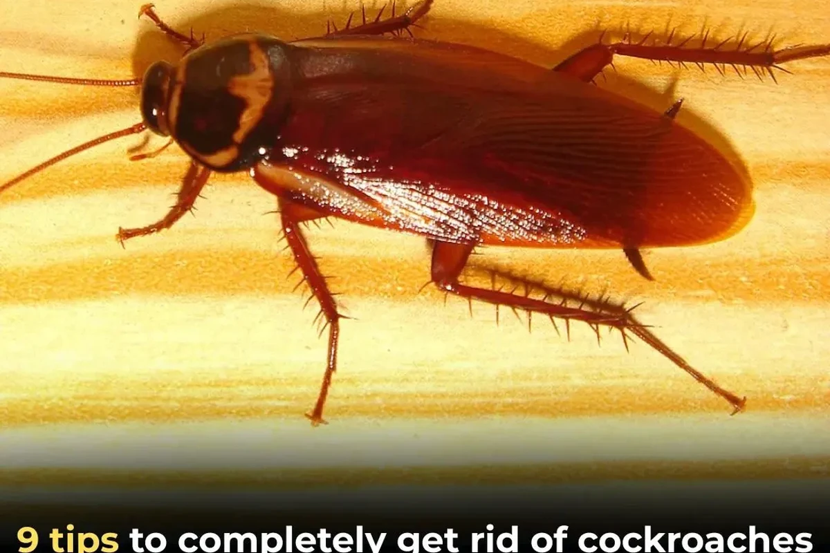 Cockroach moving along a wall near a kitchen baseboard in a home