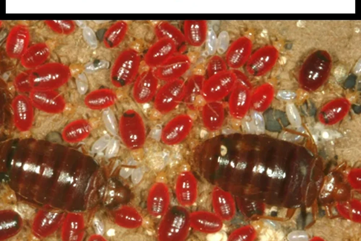Bed bug hiding in luggage seam near a cabin porch and travel gear