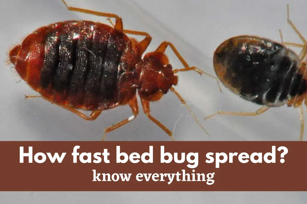 Bed bug crawling on suitcase seam in a travel lodging room