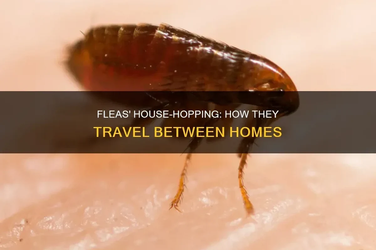 Flea prevention cleanup for a home, pet bedding, and travel gear after visiting another house