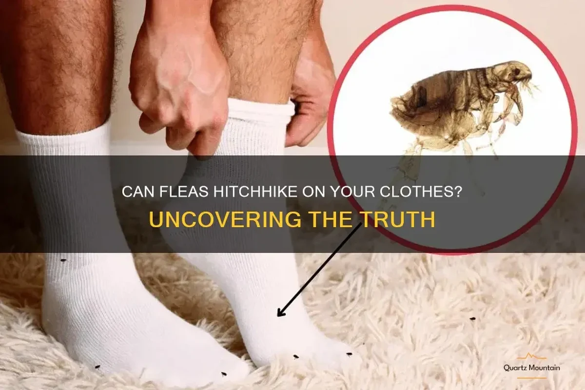 Traveler checking clothes and luggage for fleas after hiking near a mountain cabin