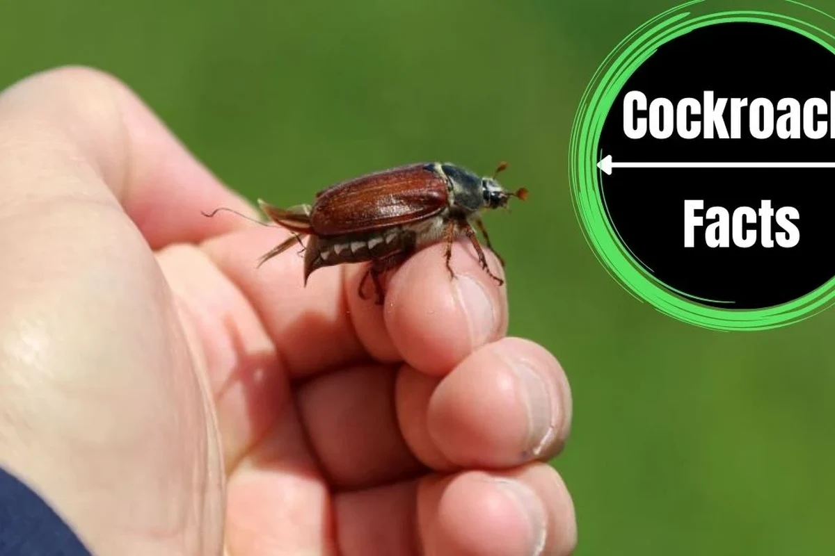 Cockroach on clothing near a travel backpack with a mountain lodge background
