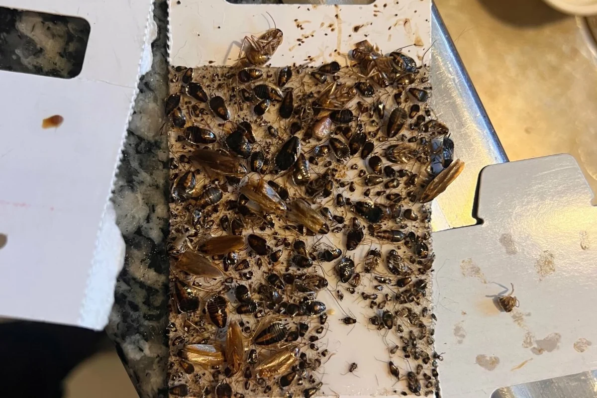 Roach moving near a wall crack in a home to show how pests spread between houses