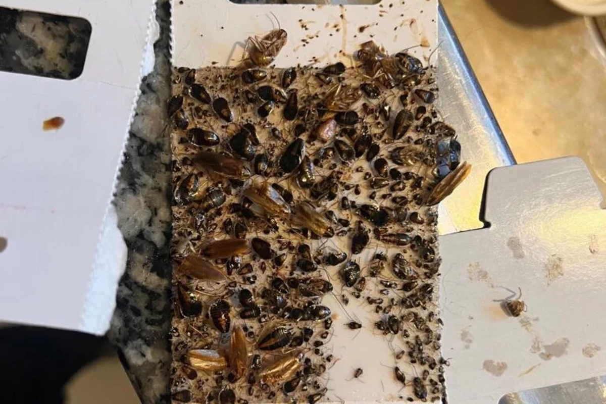 Roach moving through a wall crack in an apartment shared by neighboring units