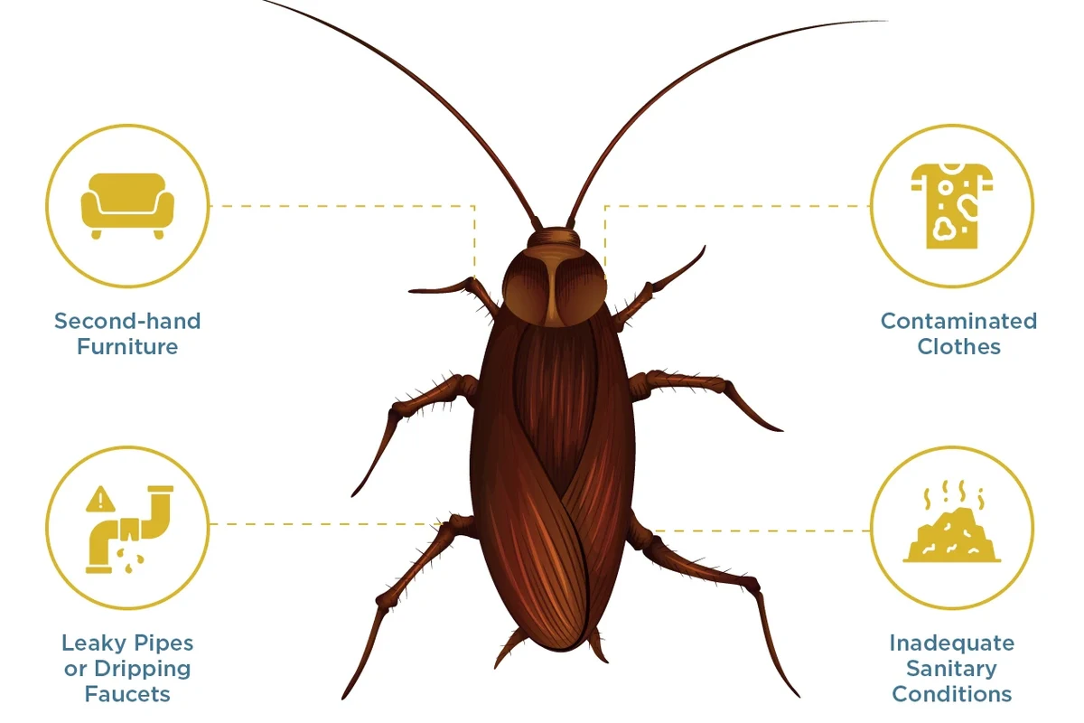 Roach moving through a small crack near shared home plumbing and baseboard