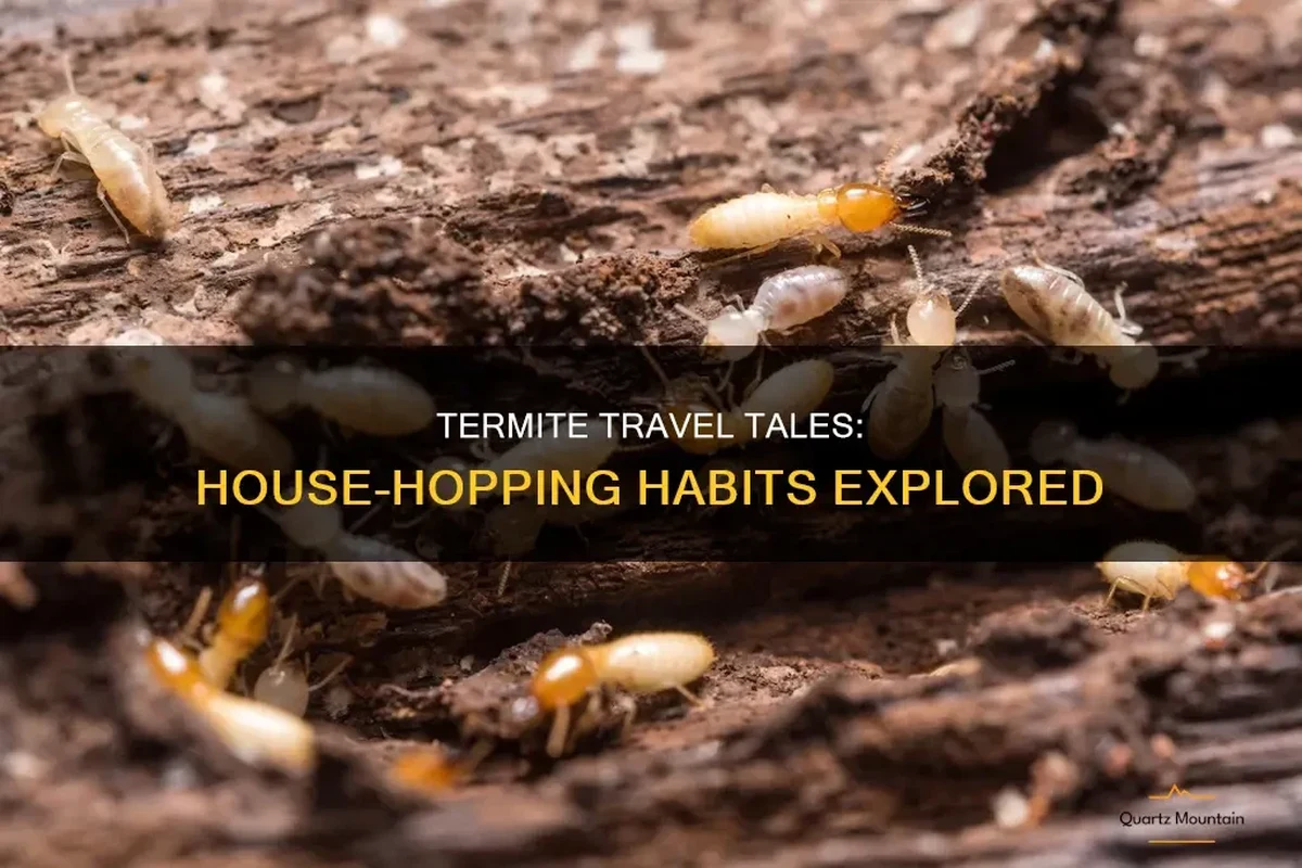 Termites spreading between neighboring homes through soil, wood contact, and swarming
